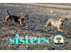 Adopt Zoey & Leai (Bonded Sisters) a Beagle, Dachshund