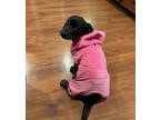 Adopt Rosita Venus Little Princess a Terrier, Labrador Retriever