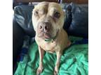 Adopt Winry a Pit Bull Terrier