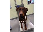 Adopt Crayola a Doberman Pinscher, Mixed Breed