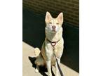 Adopt Eclipse a Siberian Husky, Mixed Breed