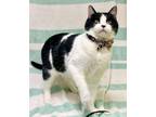 Adopt CHECKERS - OKL a Domestic Short Hair