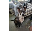 Adopt Presley a Australian Cattle Dog / Blue Heeler, Pit Bull Terrier