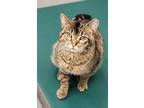 Adopt Cordelia a Domestic Short Hair