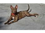 Adopt Reese a American Staffordshire Terrier, Mixed Breed