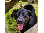 Adopt Gabbi a Labrador Retriever, Mixed Breed