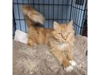 Adopt Missy a Domestic Long Hair