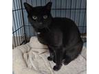 Adopt Star a Domestic Short Hair