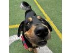 Adopt Juneau a Rottweiler, Shepherd