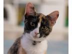 Adopt New Girl a Domestic Short Hair, Calico