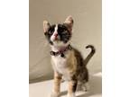 Adopt New Girl (bonded with Superb Owl) a Domestic Short Hair, Calico
