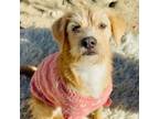 Adopt Zelda a Norfolk Terrier, Border Terrier