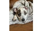 Adopt Lottie a Australian Cattle Dog / Blue Heeler, Mixed Breed