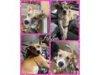 Adopt Finlee a Mixed Breed