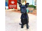 Adopt Emmaline- LOVES dogs, people, cats and snacks! - $50 Adoption Special!