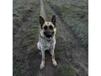 Adopt Petunia- LOVES dogs, humans and snackos! a German Shepherd Dog