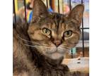 Adopt Rocki a Domestic Short Hair