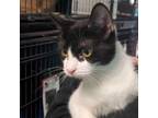 Adopt Jan a Domestic Short Hair