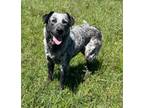 Adopt Muffin a Australian Cattle Dog / Blue Heeler