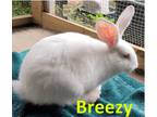 Adopt Breezy a Flemish Giant