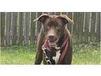 Adopt Freya a Labrador Retriever, Mixed Breed