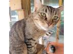 Adopt Hootie a Domestic Short Hair