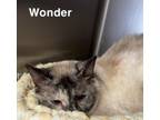 Adopt Wonder a Domestic Short Hair, Siamese