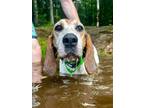 Adopt Lilly a Treeing Walker Coonhound