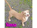 Adopt Sienna a Great Pyrenees, Labrador Retriever