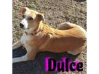 Adopt Dulce a Great Pyrenees, Labrador Retriever