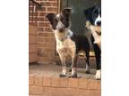 Adopt Pippa a Border Collie, Corgi