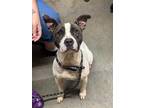 Adopt Willow a American Bully
