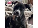 Adopt Kelly a American Staffordshire Terrier, Pit Bull Terrier