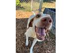 Adopt Ivy a Pointer