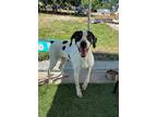 Adopt June a Pointer