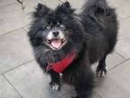 Adopt Jezebel a Pomeranian