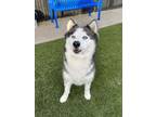 Adopt Everest a Husky