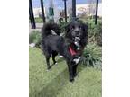 Adopt Maeve a Australian Shepherd, Chow Chow