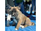 Adopt Bastet a Shepherd, Akita