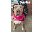 Adopt Sasha a Pit Bull Terrier