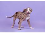 Adopt Hermione a Catahoula Leopard Dog, Mixed Breed