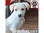 Adopt ROSIE-POSEY a Standard Schnauzer, Labrador Retriever