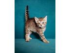 Adopt Oleander a Domestic Short Hair