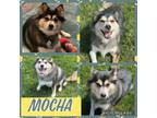 Adopt Mocha a Pomeranian, Siberian Husky