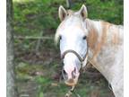Adopt Marylyn 13 YO Mare Rideable a Thoroughbred