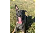 Adopt Stitch a Belgian Shepherd / Malinois