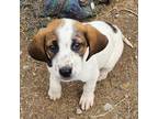 Adopt Rose a Beagle