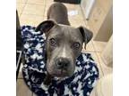Adopt Belle a American Staffordshire Terrier, Mixed Breed
