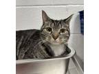Adopt Valentine`s Day a Domestic Short Hair