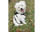 Adopt Ellie a Shih Tzu, Wire Fox Terrier